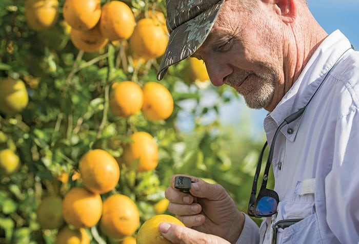 Industry Fights Against Citrus Greening