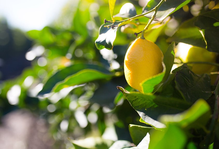 On Guard Against Citrus Greening