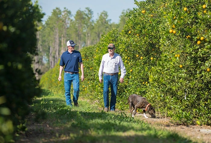 Industry Fights Against Citrus Greening