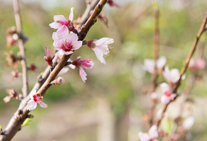 Industry Fights Against Citrus Greening