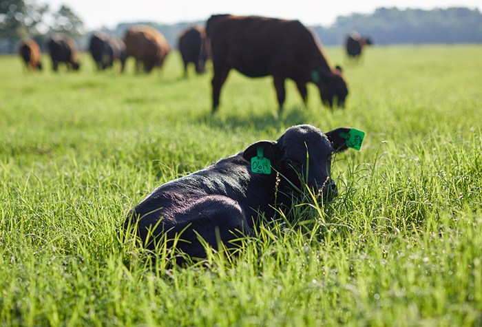 Military Veterans Make Successful Transitions to Careers in Agriculture