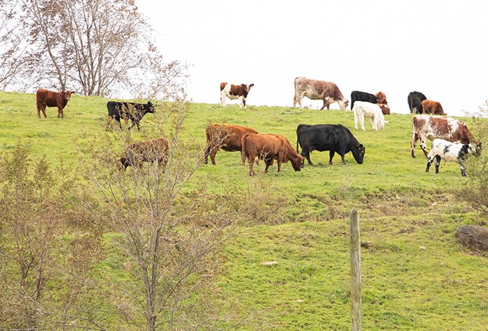 Sibling Harmony Results From Shared Values, Farm Duties