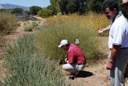 Syngenta’s Commitment to Bees