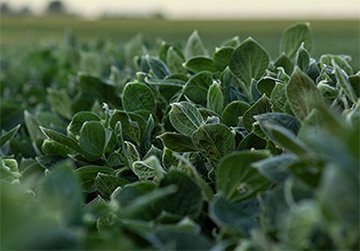 Soybeans in the field