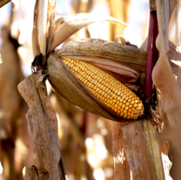 ear of corn on stalk