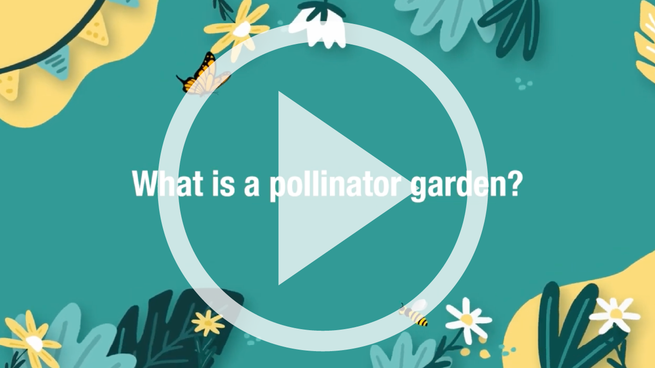 Pollinator Garden